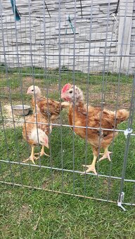 Kuřata Kalimero - 2