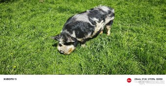 Kun Kune - 2
