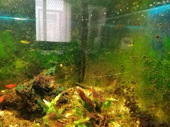 Rohové akvarium - 2