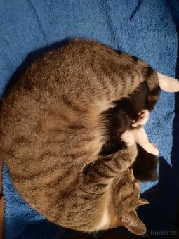 Nabízíme 2 koťata k zápisu do pořadníku na adopci. - 2