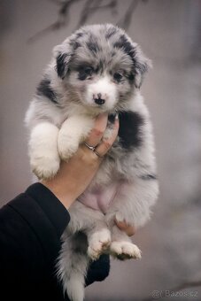 Australských ovčák s PP - 2