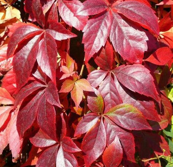 Loubinec pětilistý (psí víno) – zakořeněné sazenice - 2