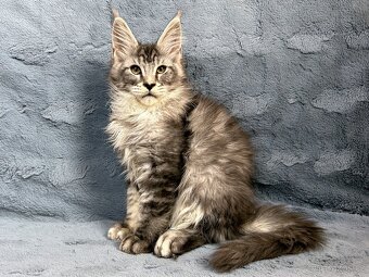 Kocourek s PP - Mainská mývalí - 2