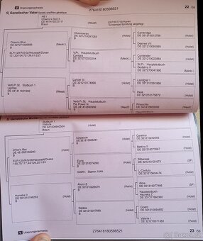 4-letá Oldenburgská klisna s  Elite premii - 2