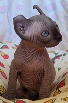 Rezervace koťát ELF sphinx - 2