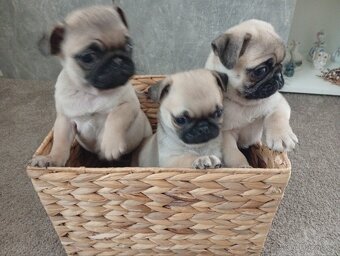 Mops štěňátka - 2