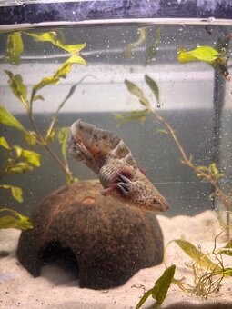 Axolotl - 2