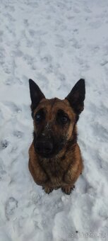 Belgický ovčák malinois - 2