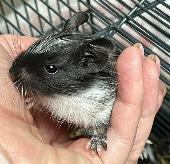 Mláďata osmáka degu s PP v různých barvách - 2