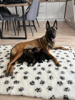 Belgický ovčák malinois s PP - 2