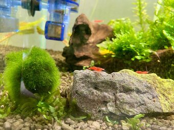 Mix krevetek neocaridina - 2