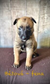 Belgický ovčák Malinois s PP - 2