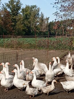 Svatomartinské husy - 2