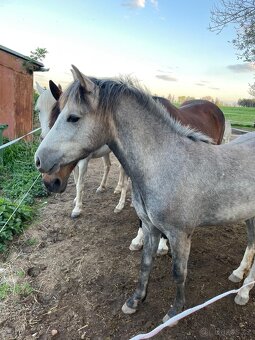 1,5 roční klisnička Wpbr - 2
