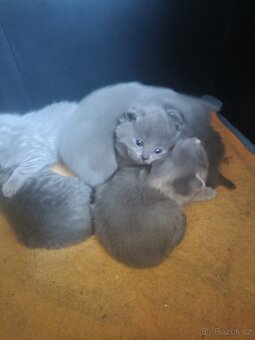 Britská modrá. - 2