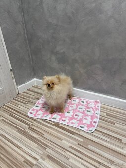 Pomeranian fenka - 2