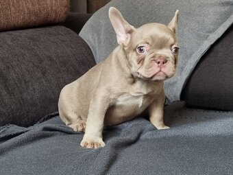 Francouzsky buldoček - 2