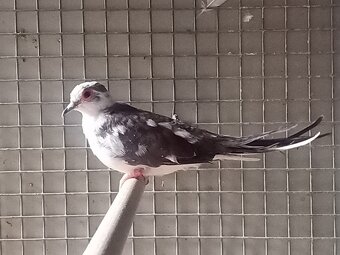 holoubek diamantový - 2