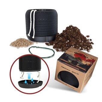 Canna bonsai grow kit - 2