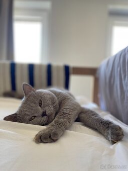 Britský kocour ke krytí - 2