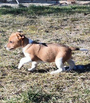 Štěňátka Jack Russel teriér - 2