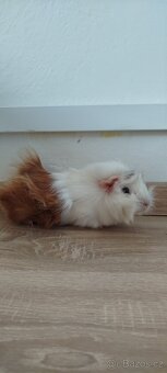 Morčátko rozetka - 2