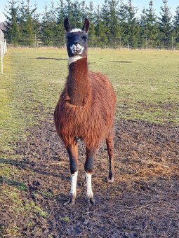 Lama-samec - 2