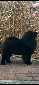 Štěně chow chow 7 měsíců - 2