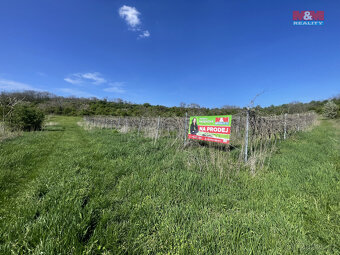 Prodej vinice, 9215 m², Sedlec - 2