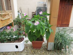 Nocenka - semínka - 2