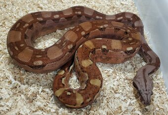 Boa imperator - Hypo Aztec Red Pastel het Sharp Albino - 2