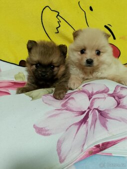 Pomeranian - 2