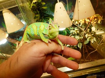 Chameleon jemenský - 2