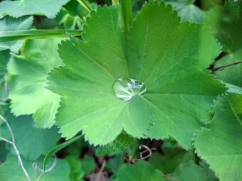 Kontryhel Thriller, Alchemilla mollis Thriller - 2