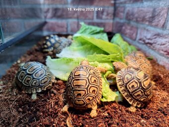 Želva pardálí - Stigmochelys pardalis babcocki - 2