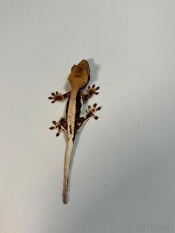Pagekon řasnatý- Correlophus ciliatus - 2