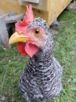 Kohout legbar a česká zlatá kropenka - 2