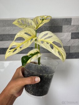 Monstera Adansonii Japanese Tricolor - 2