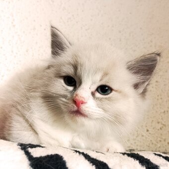 kocourek 50% Ragdoll - 2