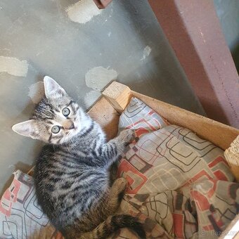 Daruji 2 mourovaté koťátka - 2