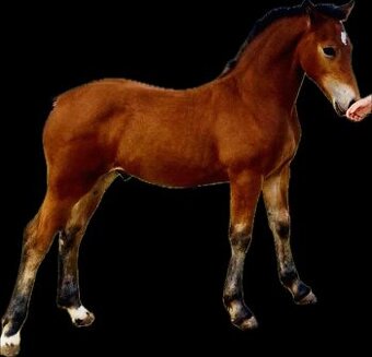 Welsh Cob hřebeček - 2