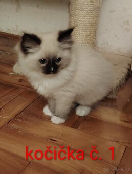 Ragdoll koťátka - 2