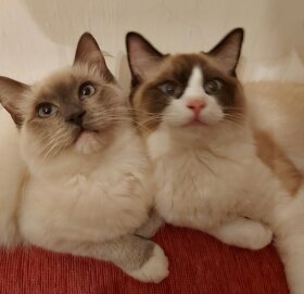 Ponukam ragdoll kocurov na krytie - 2