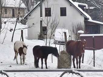 Prodám 3 letou poničku - 2