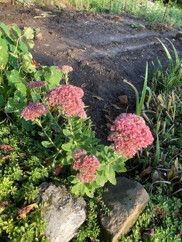 Sedum růžové - 2