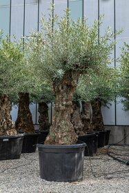 Mrazuvzdorný olivovník - Olea europaea - bonsai - 2