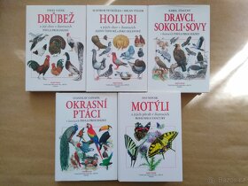 Okrasní ptáci, Holubi, motýli, drůbež - 2