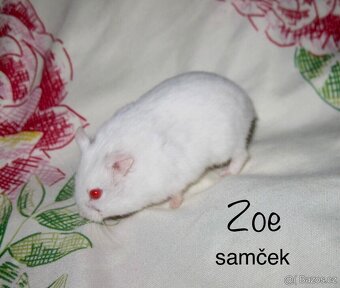 Křeček campbell s PP - 2