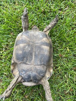 Želva žlutohnědá Testudo graeca - 2