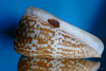 Conus pulcher XL s operculem - 2
